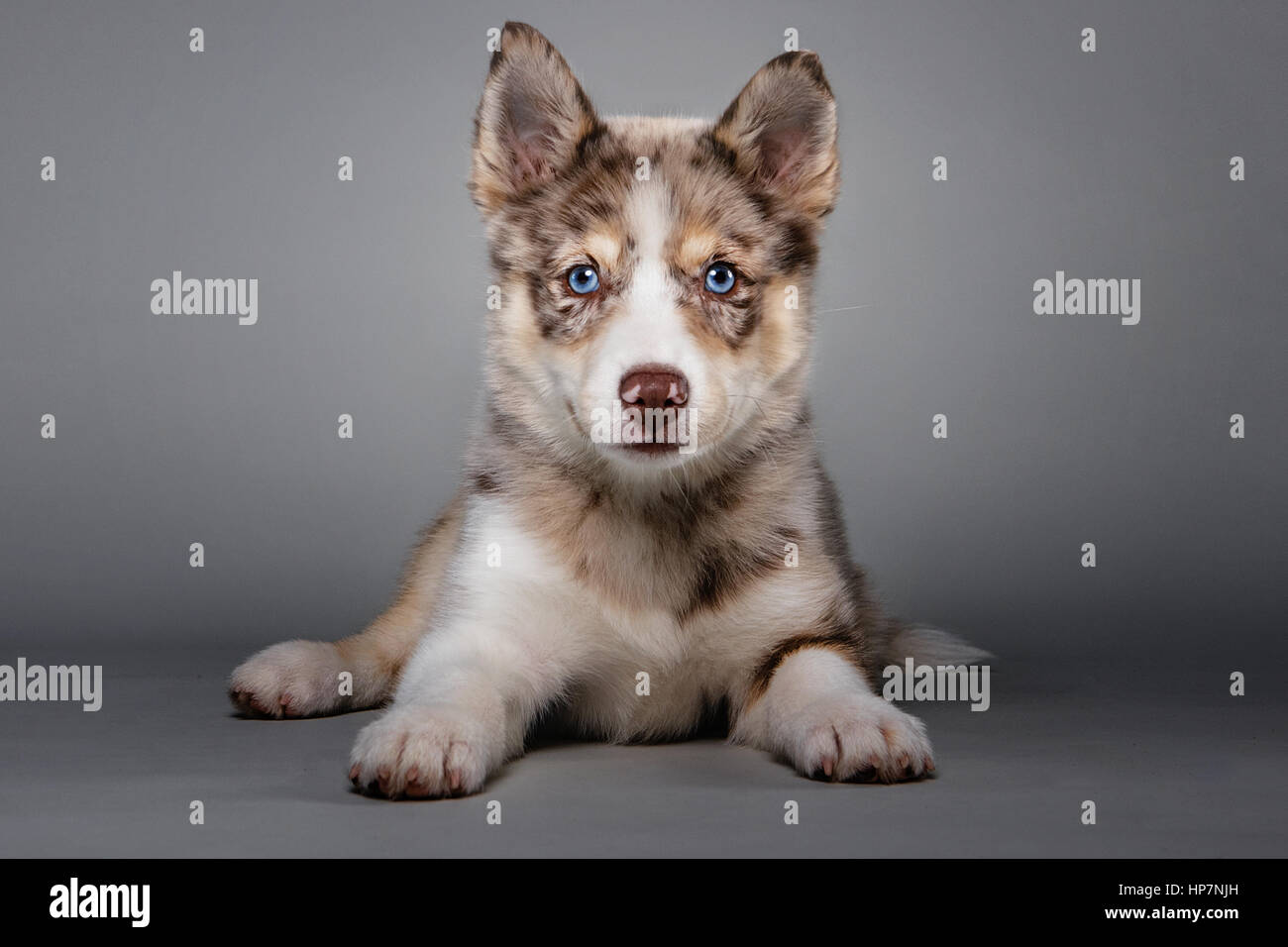 Portrait of an adorable Pomsky puppy looking at camera. Stock Photo