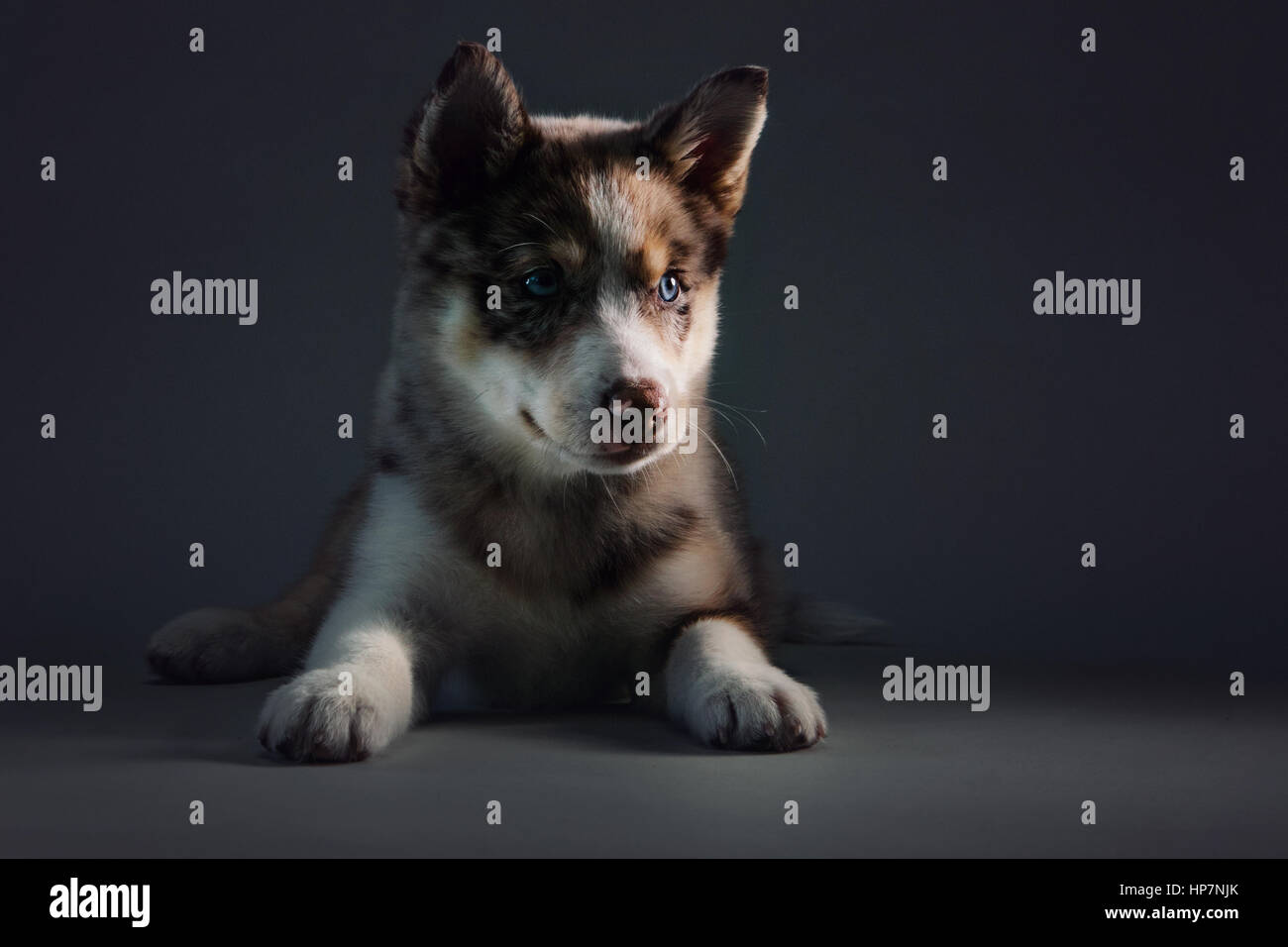 Full-body studio portrait of a blue-eyed Pomsky puppy looking alertly at camera. Stock Photo