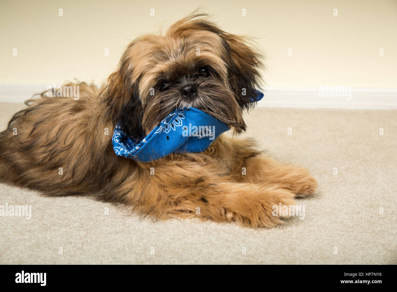 Five month old Shih Tzu puppy 'Wilson' in a reclining pose impishly chewing on his bandana in Issaquah, Washington, USA Stock Photo