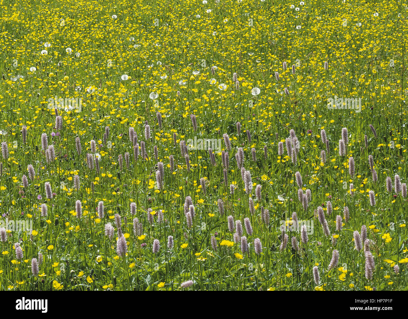 Bluehende Blumenwiese Stock Photo