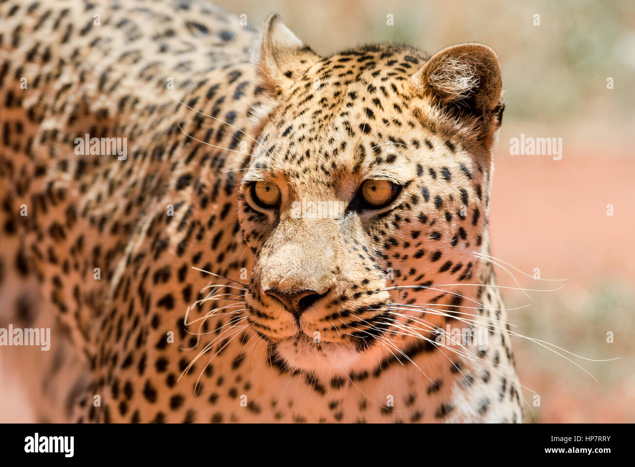 Close up of a prowling Leopard, Okonjima, Namibia Stock Photo