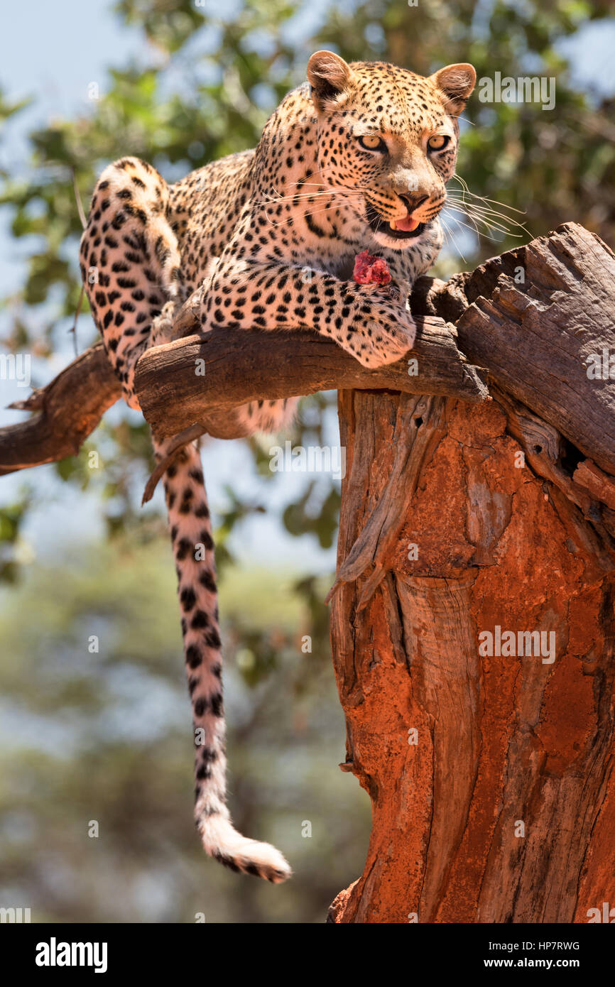Leopard looking down from an elevated position in a tree, Okonjima, Namibia Stock Photo