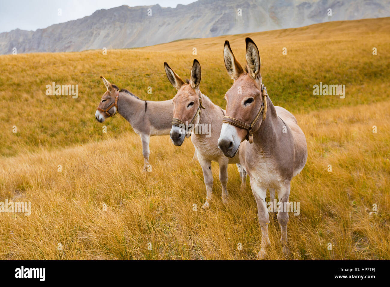 Grassland animals hi-res stock photography and images - Alamy