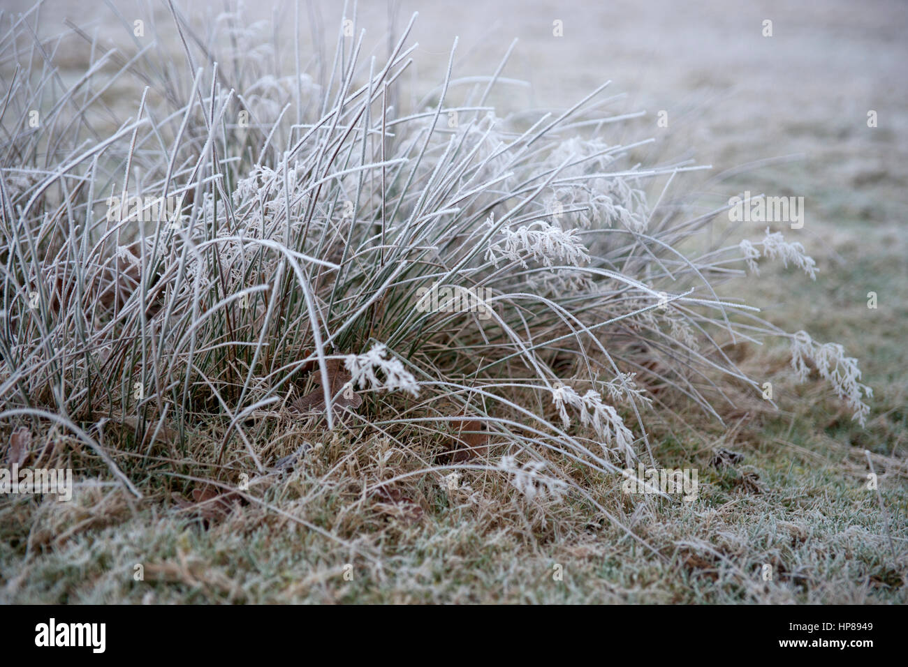 Reeds and grasses in hoar frost on a winter morning Stock Photo