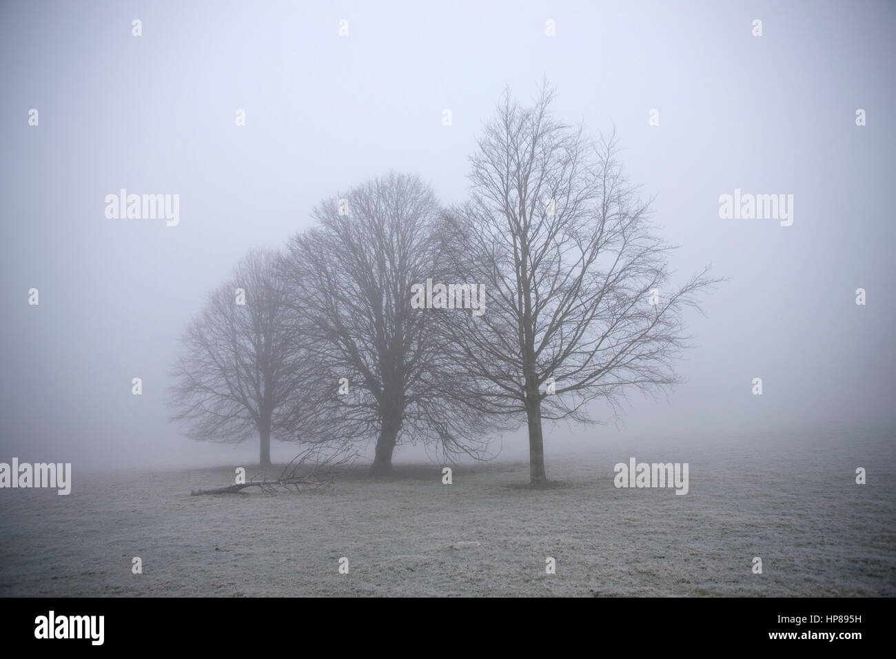 Three young trees in freezing fog Stock Photo