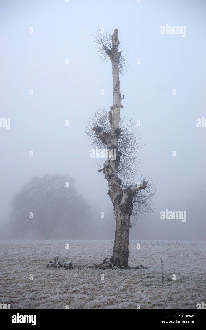Dead birch tree hires stock photography and images Alamy