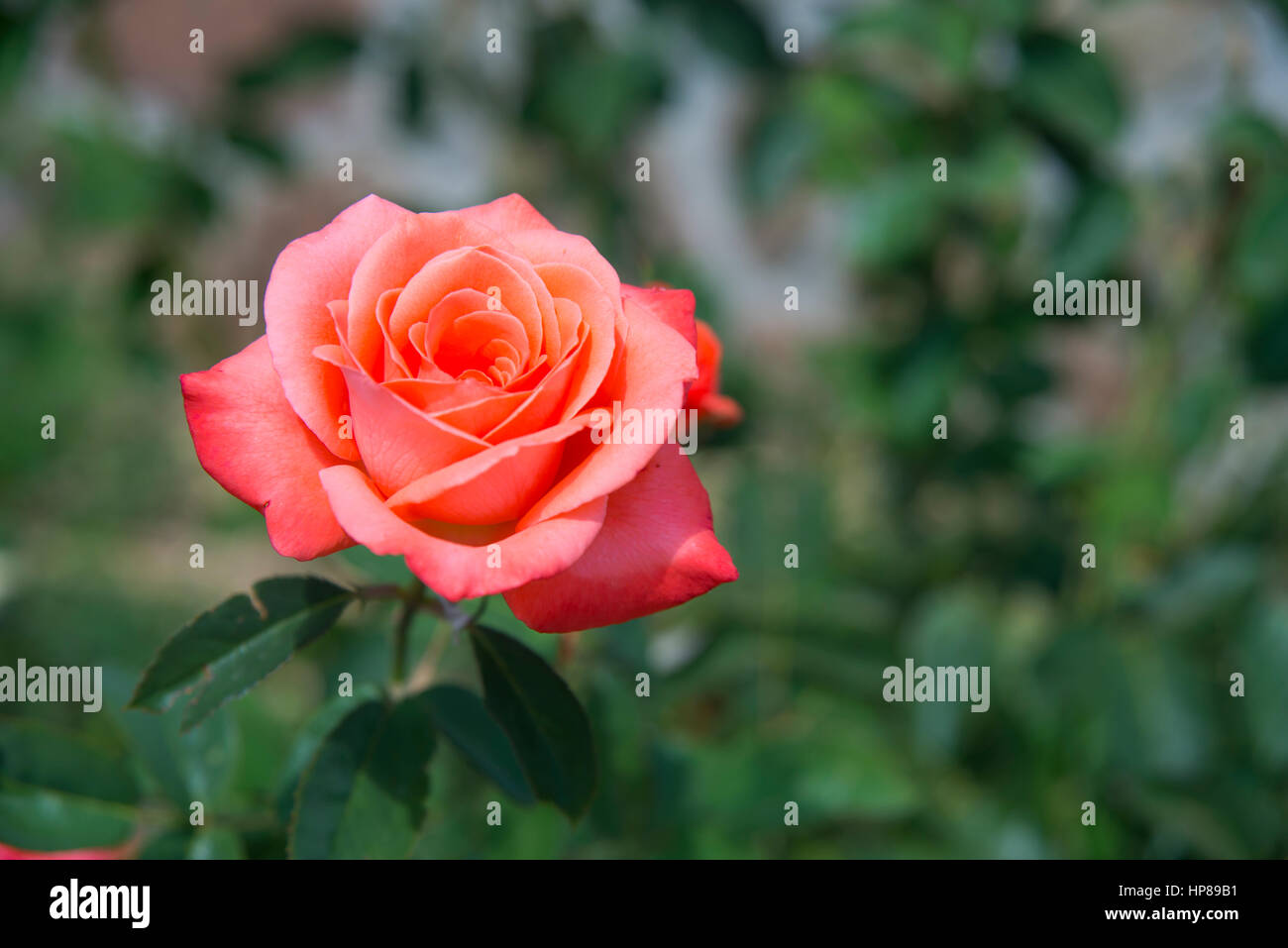 Pink rose on green background. Close view. Stock Photo