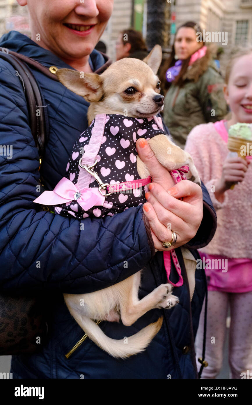 Woman holding Chihuahua dog, London, UK Stock Photo
