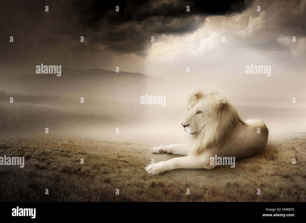 White lion. Animal concept for background, web banner, promotional  materials, canvas print, presentation templates, advertising and printed  material Stock Photo - Alamy