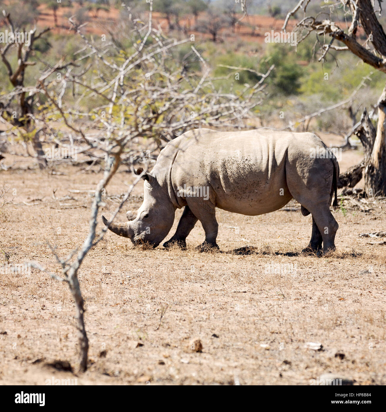 blur in south africa kruger wildlife nature reserve and wild rhinoceros