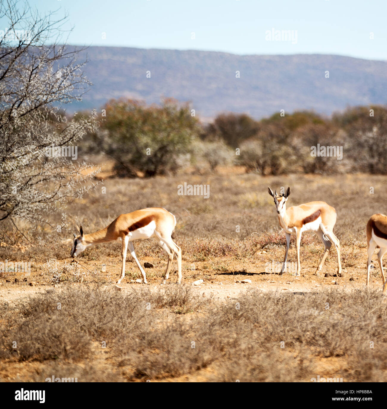 Parck animal hi-res stock photography and images - Alamy