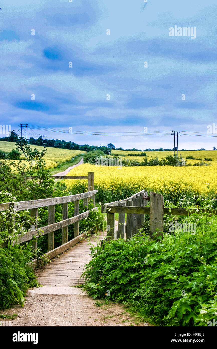 Beautiful English landscape with yellow mustard seed flowers in fields Stock Photo