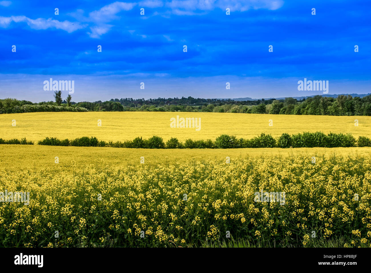 Beautiful English landscape with yellow mustard seed flowers in fields Stock Photo
