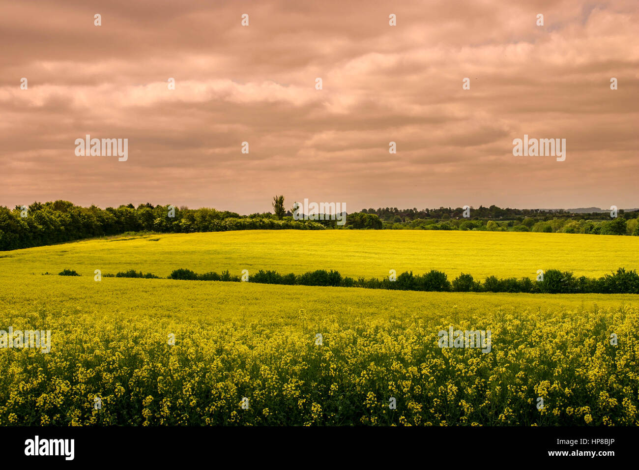 Beautiful English landscape with yellow mustard seed flowers in fields Stock Photo