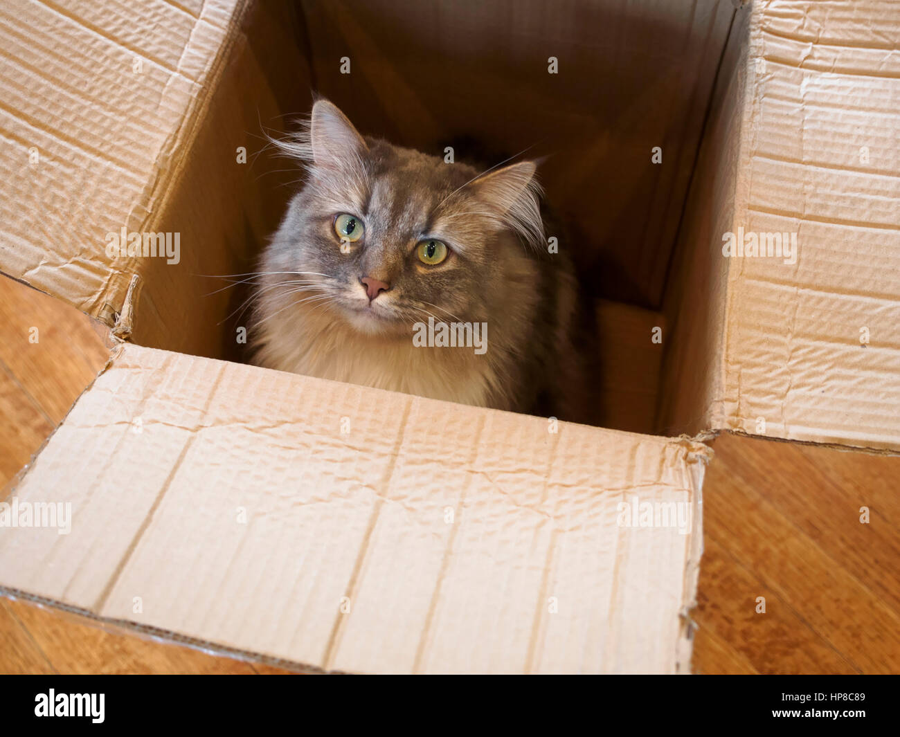 Grey and white longhaired cat in a cardboard box Stock Photo