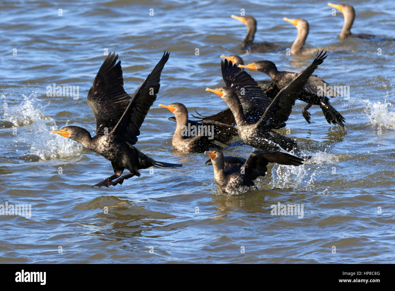 Double-crested Cormorants, Phalacrocorax auritus, in flight and taking off from the water Stock Photo