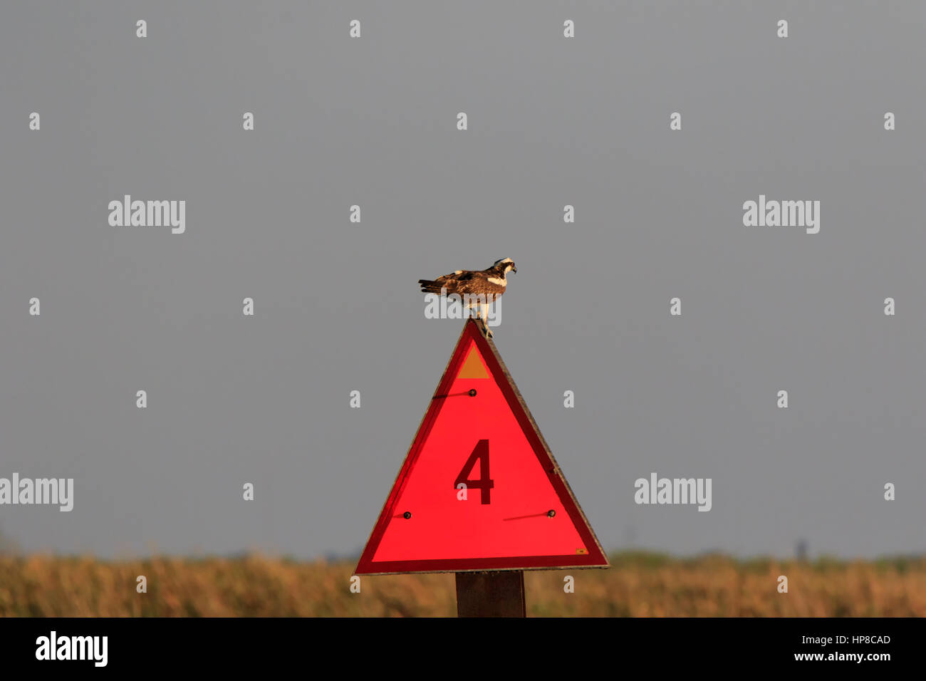 An Osprey, Pandion haliaetus, perches on a red marker on the Caloosahatchee River in Florida Stock Photo