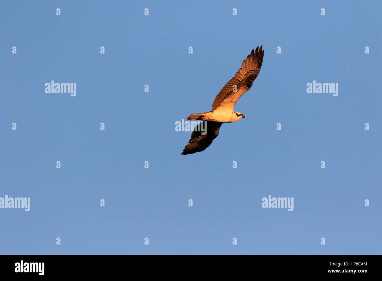 Osprey, Pandion haliaetus, in flight on the Caloosahatchee River in Florida Stock Photo