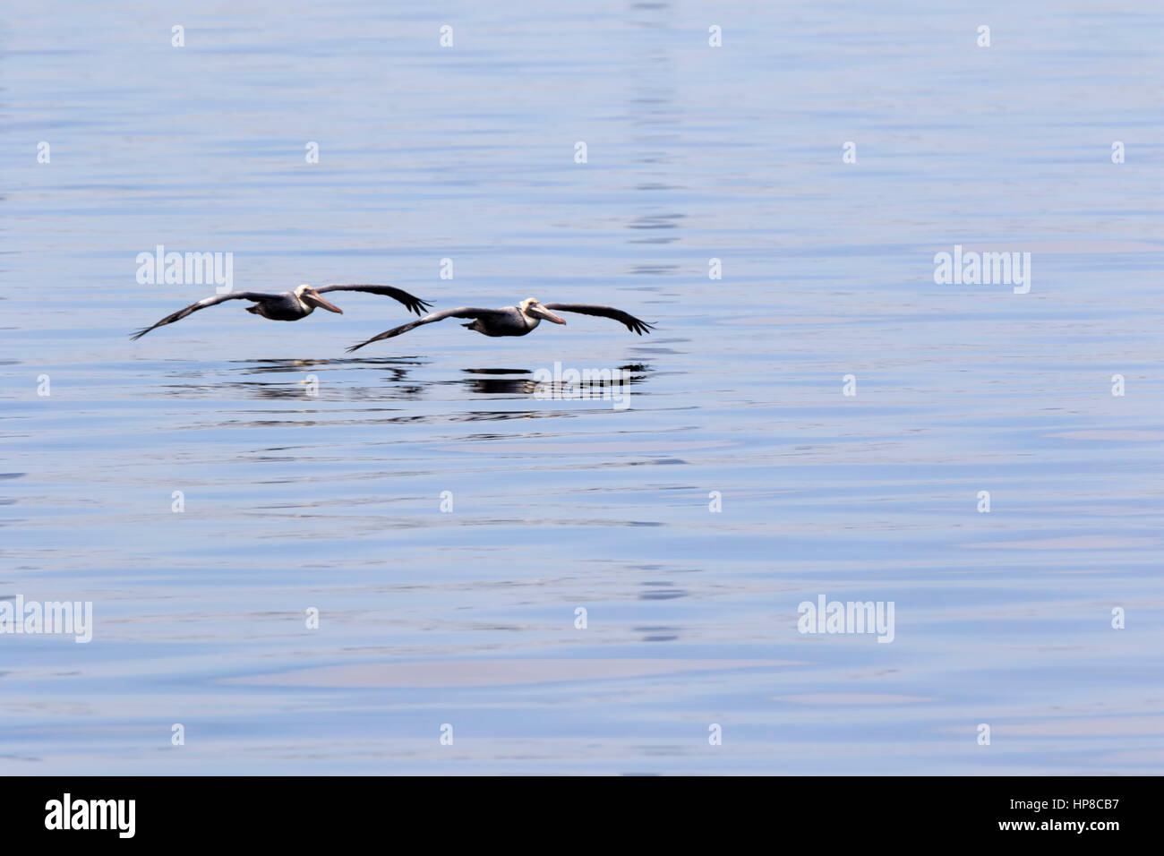 Brown Pelicans, Pelecanus occidentalis, gliding above the water in Florida Stock Photo