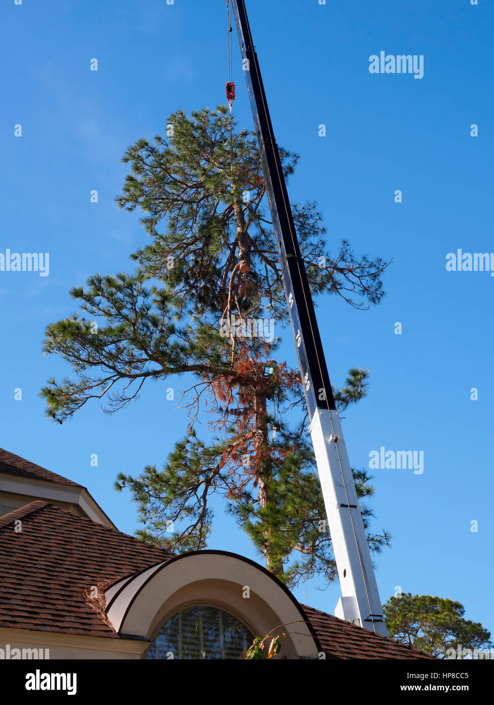 The top of a large pine tree is lifted over a roof during removal Stock Photo