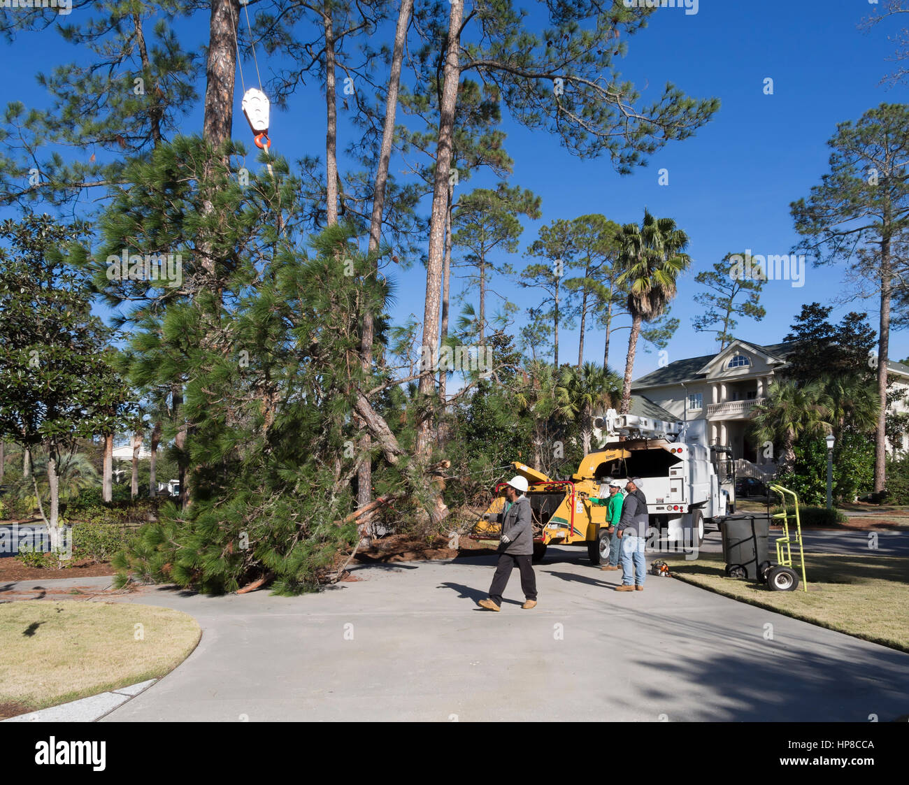 Part of a large pine tree is fed into a chipper during removal Stock Photo
