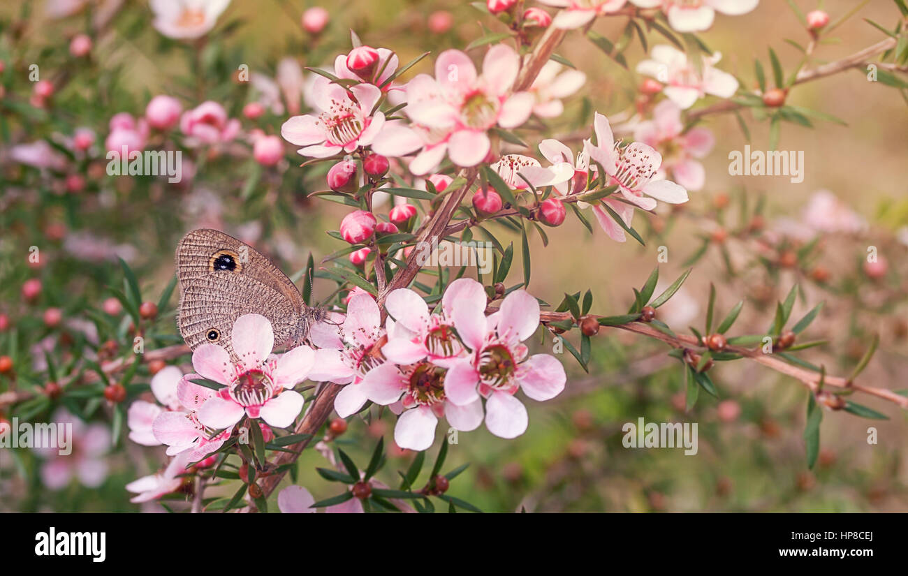 Australian native butterfly and plant with natural pink leptospermum flowers Stock Photo