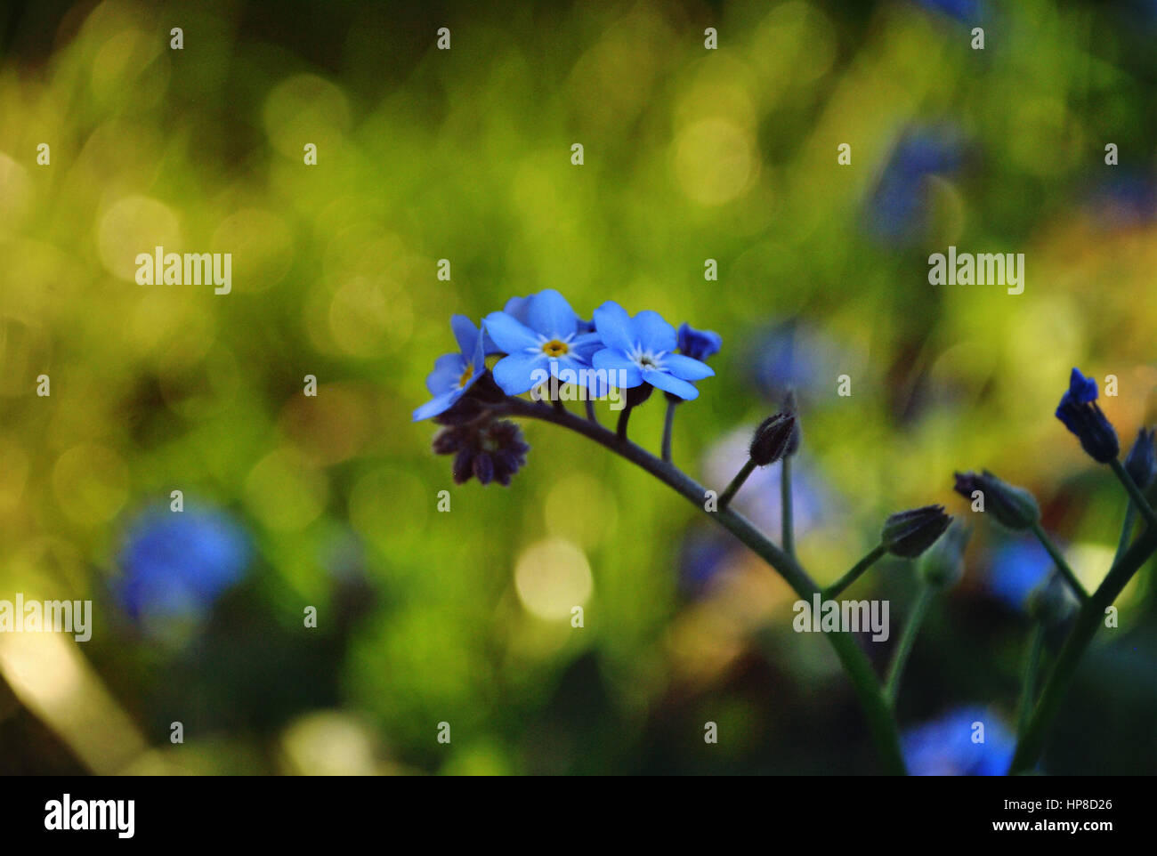 Beautiful flower, spring is coming Stock Photo Alamy