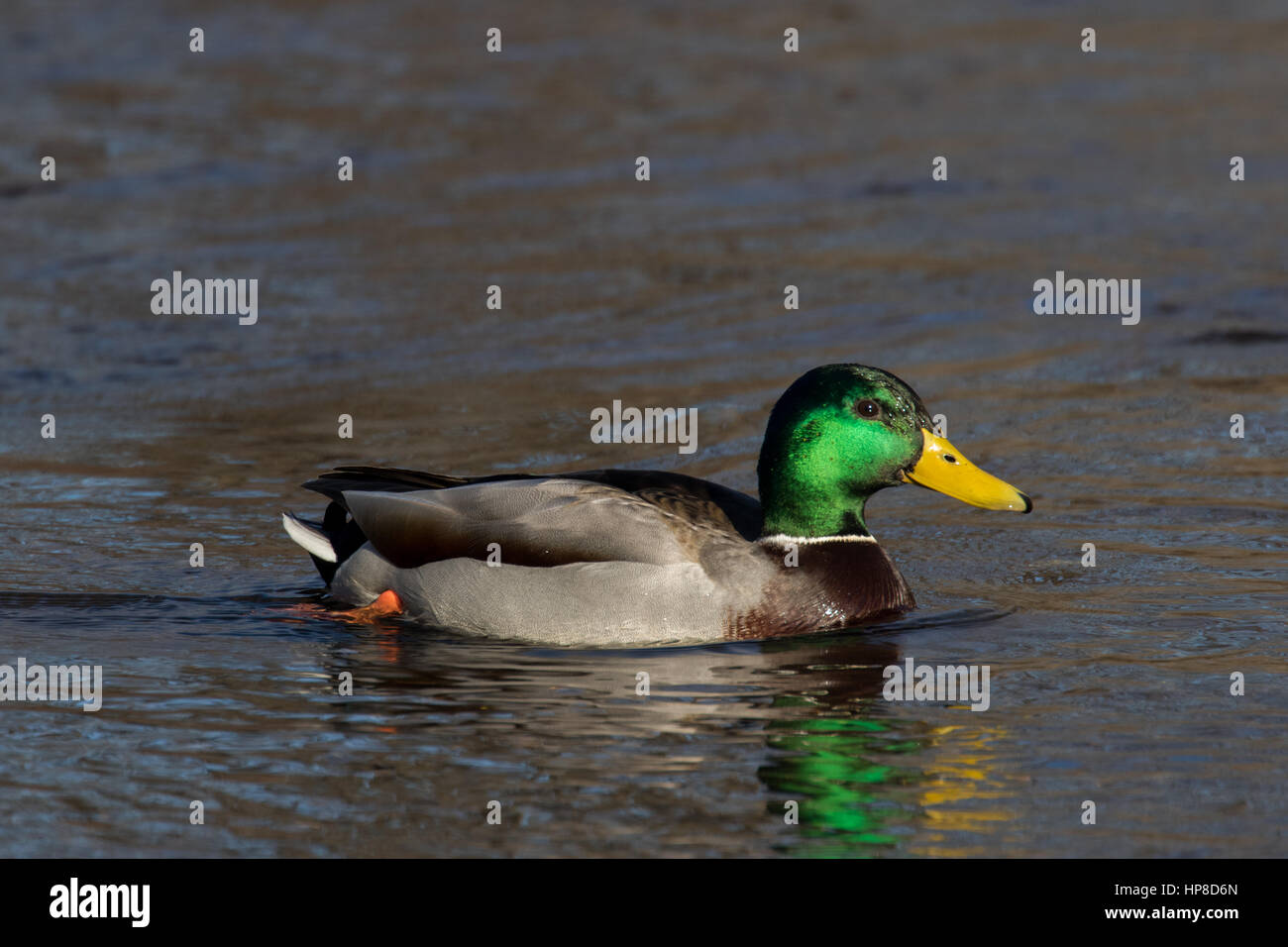 Mallard Duck Male Stock Photo Alamy Mallard Duck Male HP8D6N