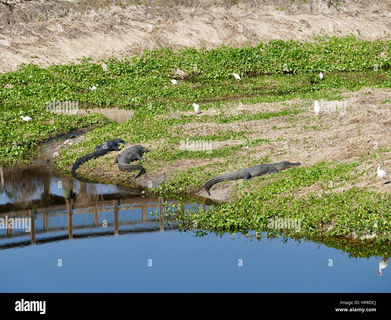 Three Basking Alligators with Reflected Boardwalk, Paynes Prairie Preserve State Park, Gainesville, Florida, USA Stock Photo