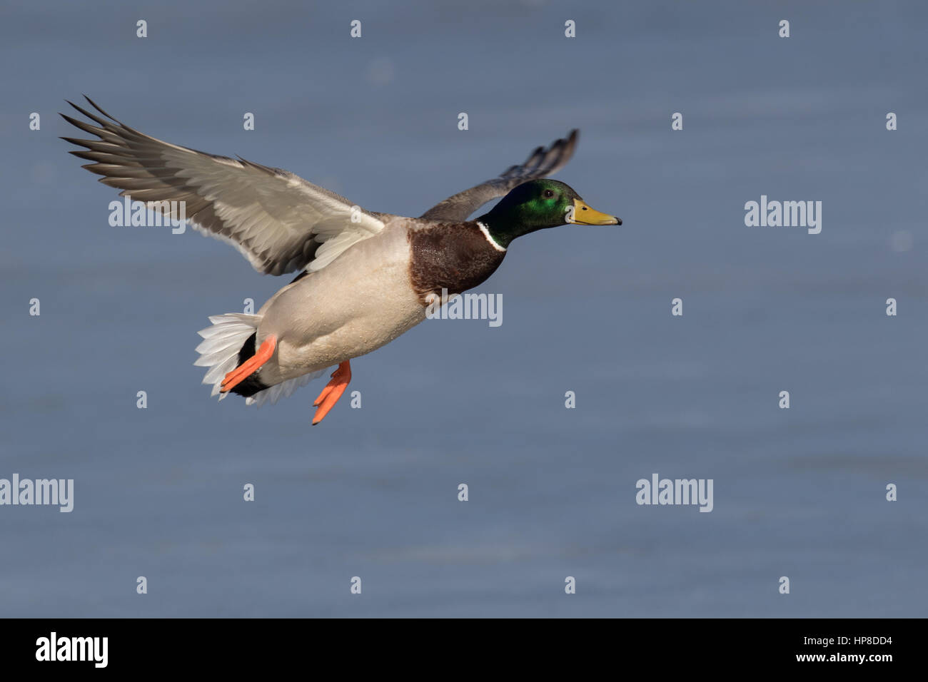 Mallard Duck Male Stock Photo Alamy Mallard Duck Male HP8DD4