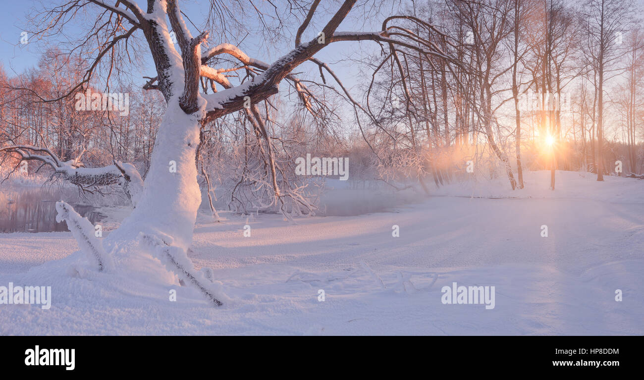 Colorful winter sunrise. Frosty winter morning in forest. Bright sun illuminate frosty trees and white snow through mist. Winter background with white Stock Photo