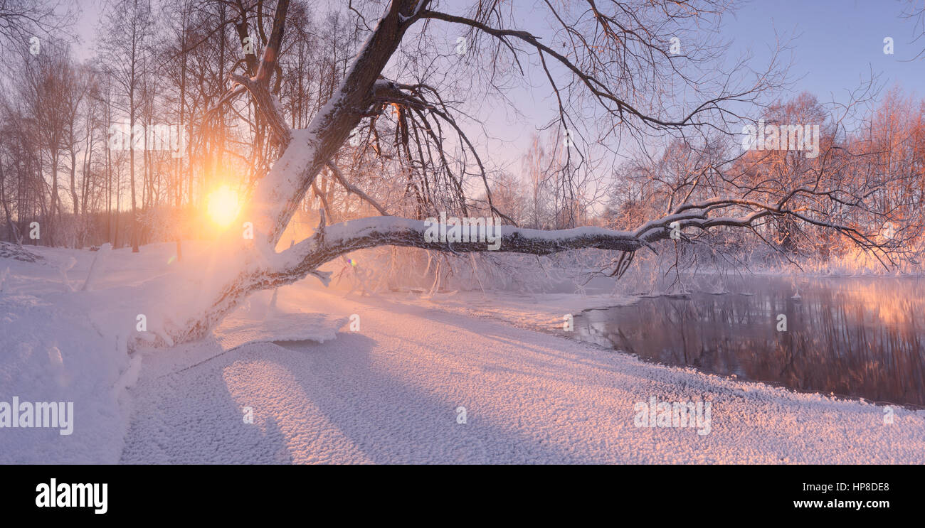 Landscape of winter morning. Bright winter background. Red winter sun shine through frosty tree at snow. Sunny winter sunrise. Stock Photo