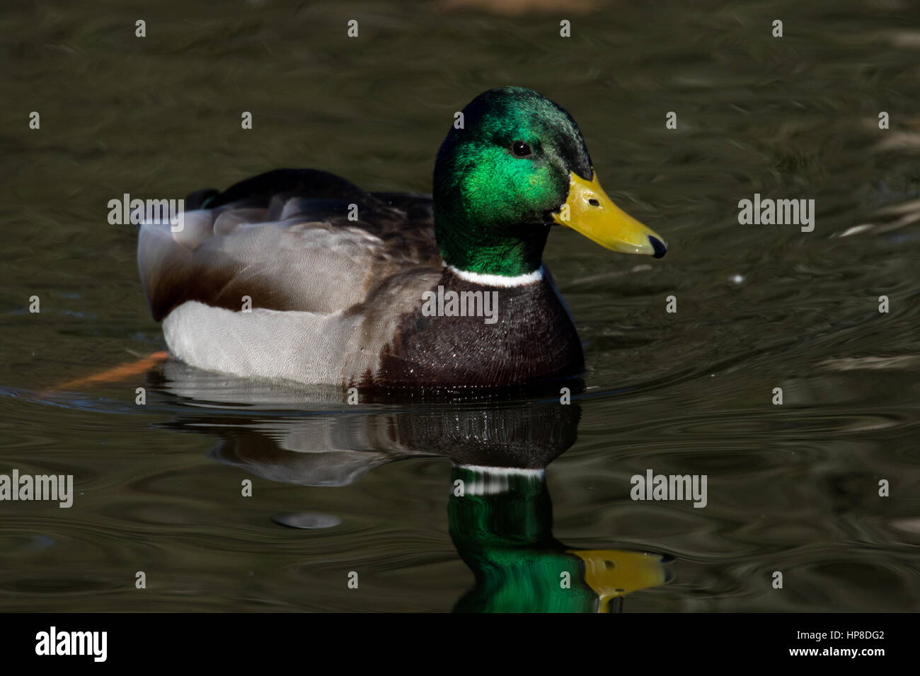 CollectA - Male Mallard Duck