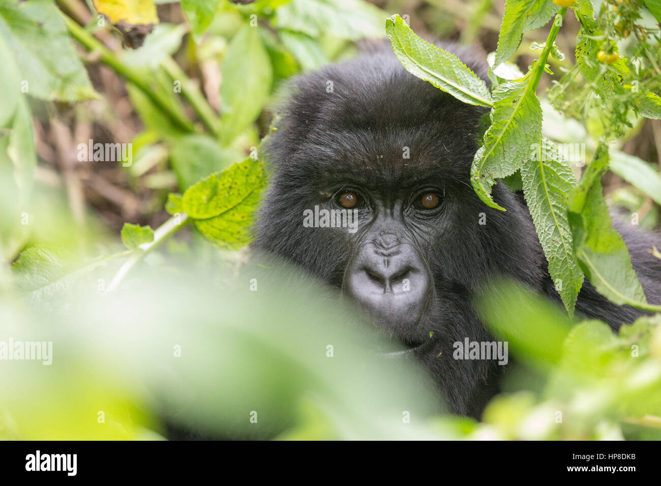 Adult Mountain Gorilla (Gorilla beringei beringei) hiding in the foliage from Susa Group in Volcanoes National Park (Parc National des Volcans). Stock Photo
