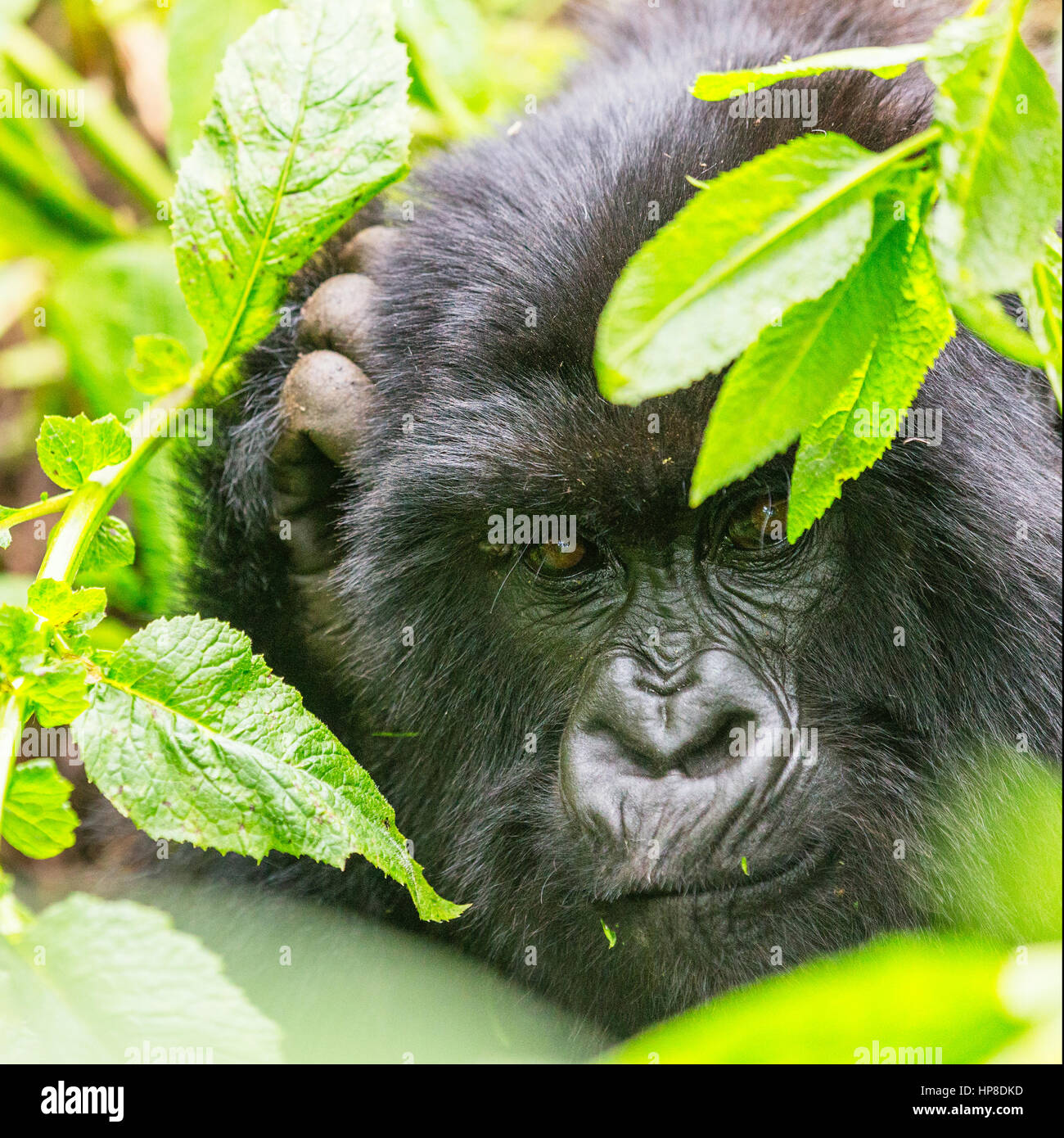 Adult Mountain Gorilla (Gorilla beringei beringei) hiding in the foliage from Susa Group in Volcanoes National Park (Parc National des Volcans). Stock Photo