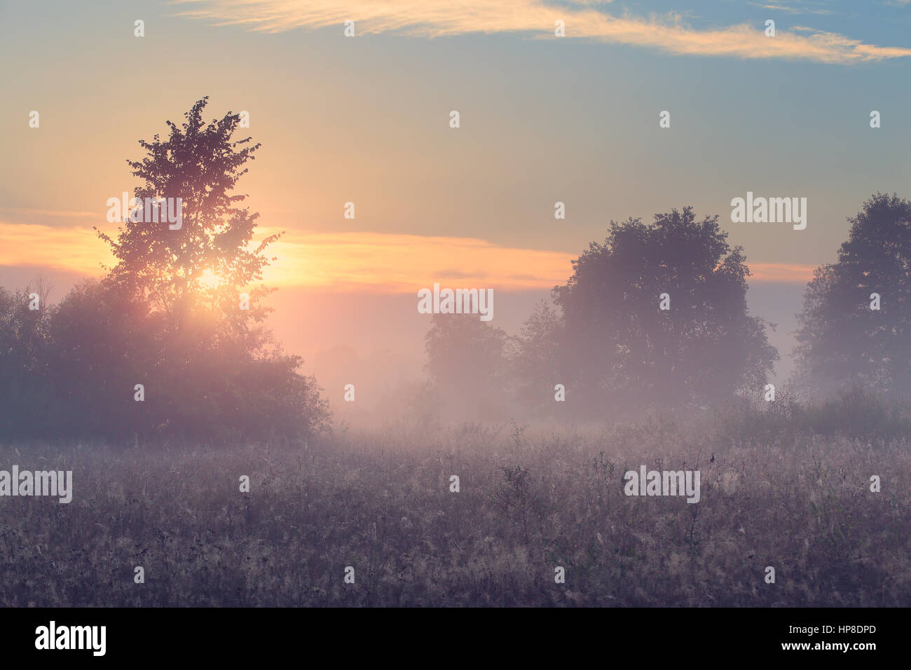 Beautiful spring morning. Spring misty morning in meadow. Spider web on ...