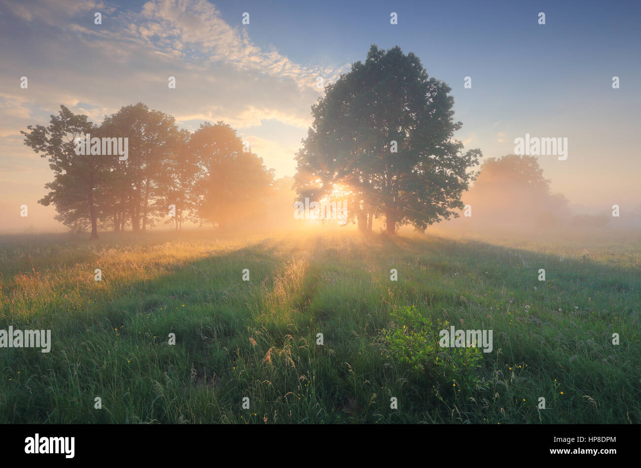Morning sun shine through tree on blossom meadow. Bright sunbeams illuminate green grass on field. Colorful spring sunrise over meadow. Stock Photo
