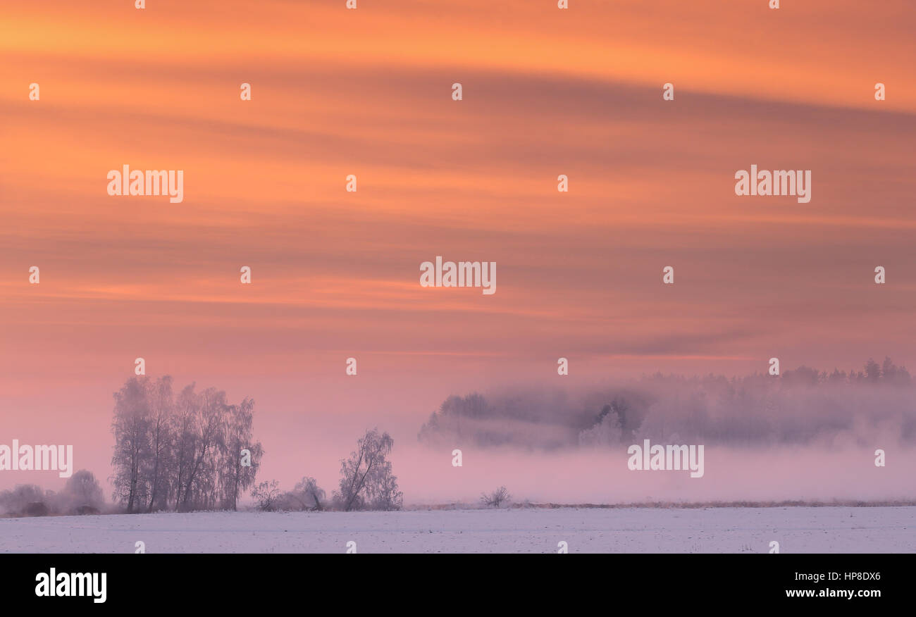 Pink fog in winter morning. Misty winter sunrise with gorgeous dramatic sky. Color rows of clouds above trees. Beautiful winter landscape of frosty mo Stock Photo