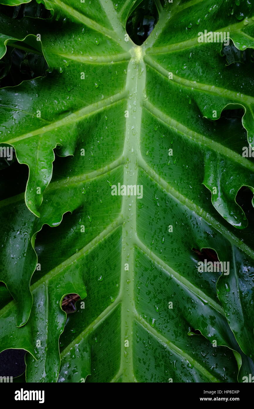 Leaf veins Stock Photo