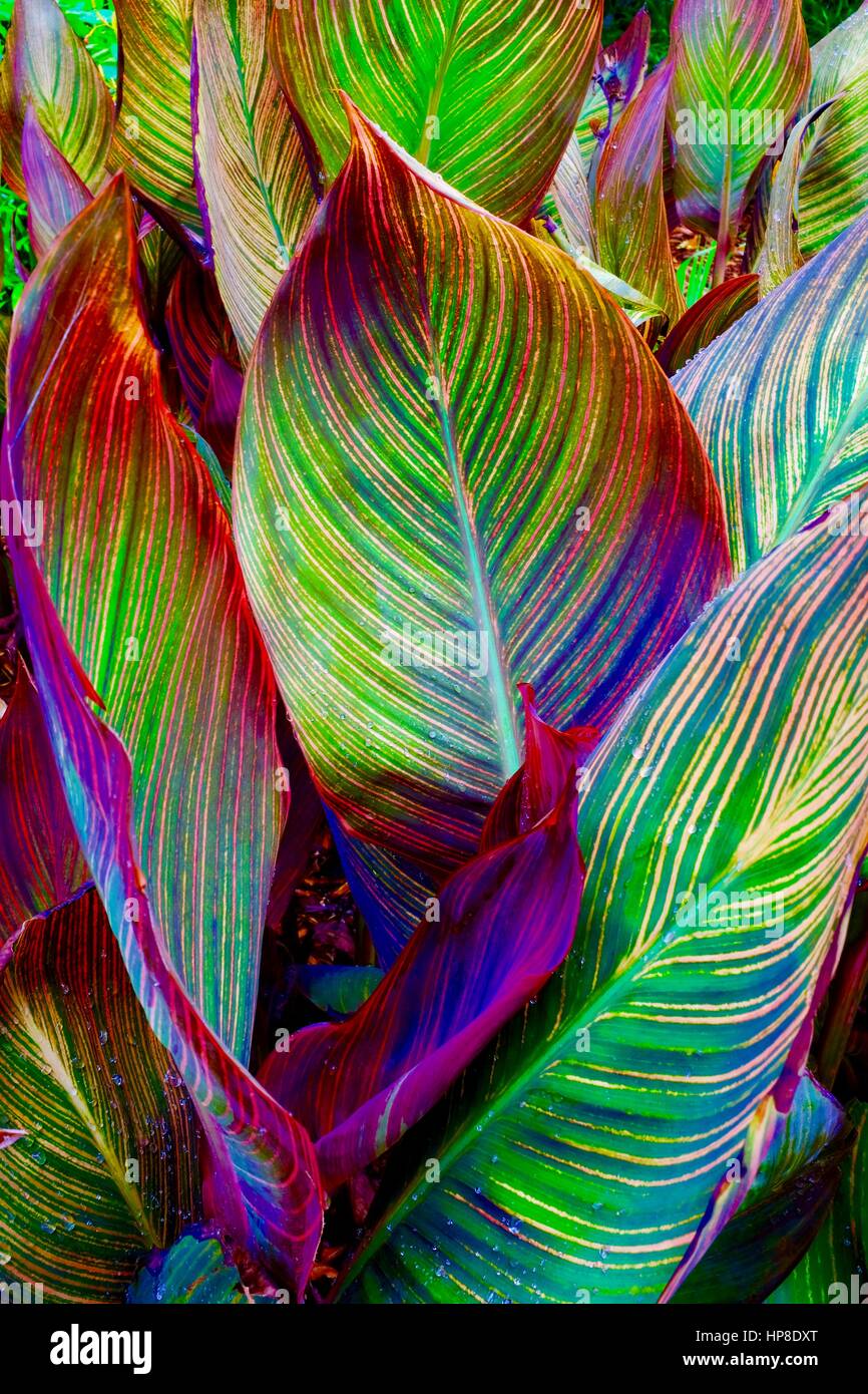 Colourful foliage Stock Photo