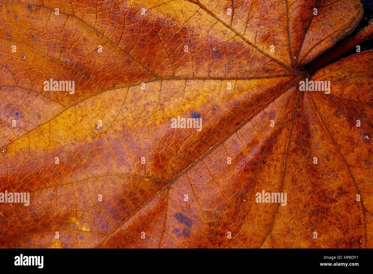 Leaf veins Stock Photo