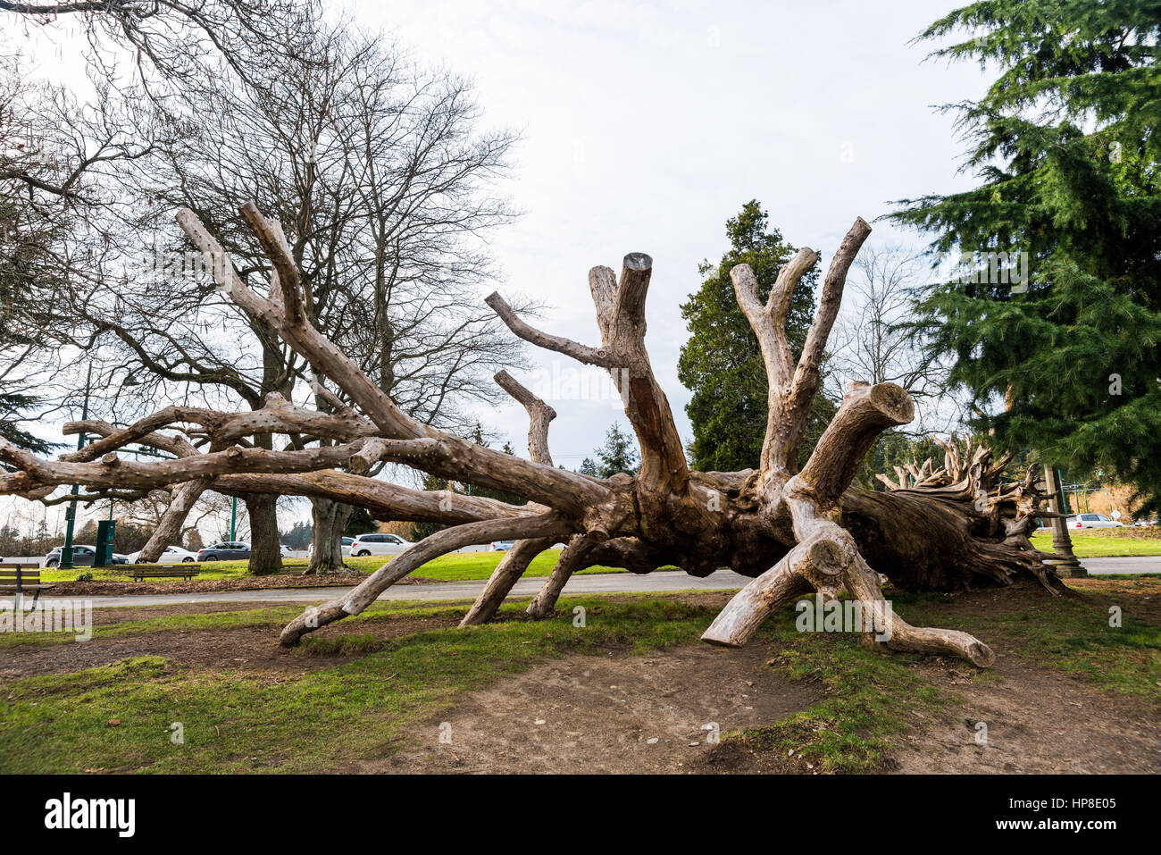 Old dead tree used by children for climbing in Stanley Park, Vancouver
