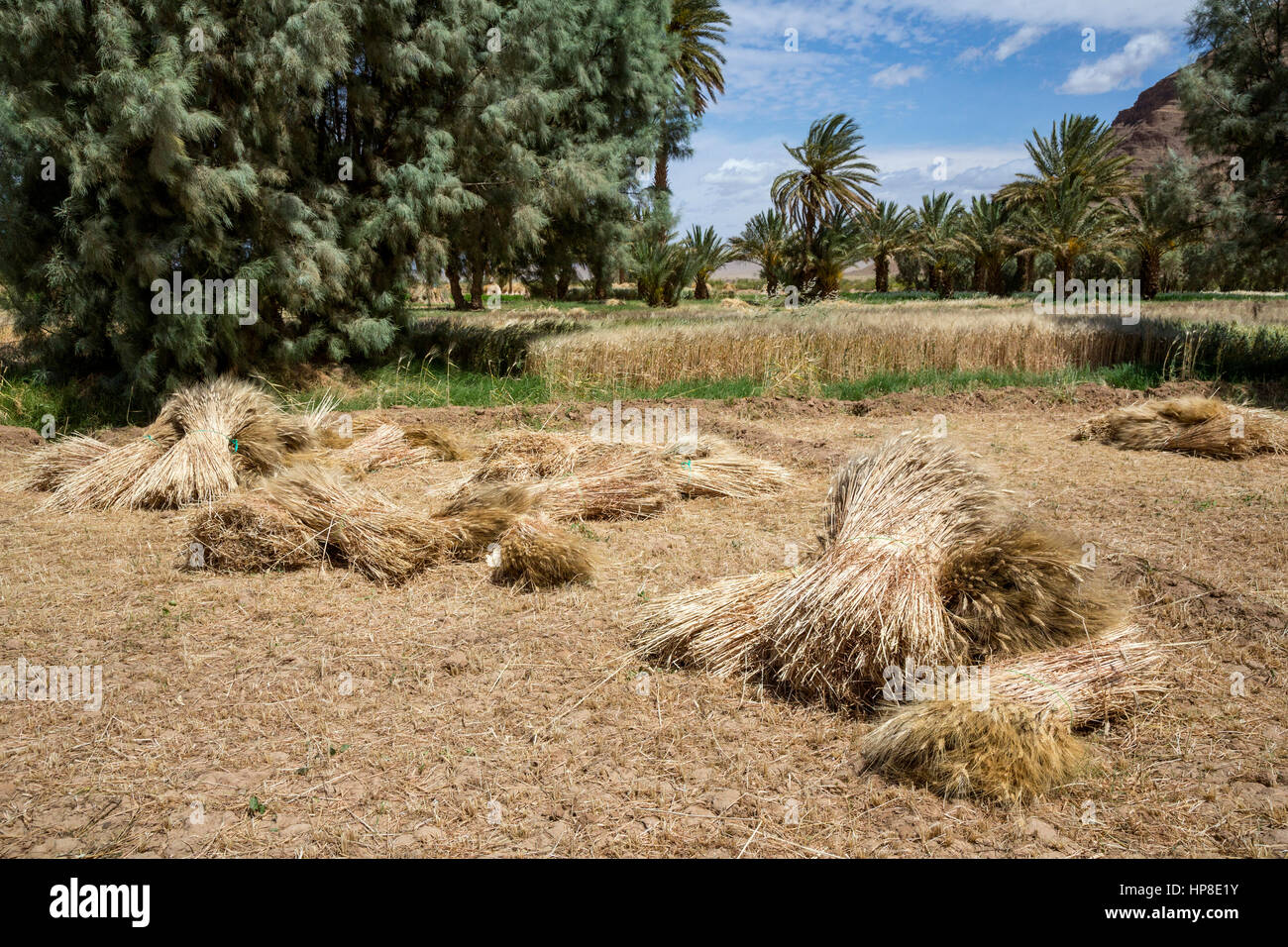 Alnif, Tinghir Province, Morocco.  Harvested Bales of Wheat waiting to be Collected. Stock Photo