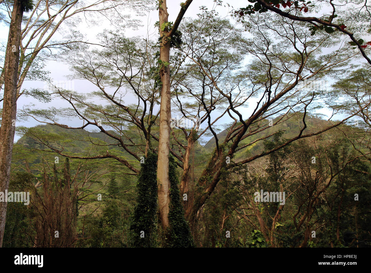 Rainforest environment hi-res stock photography and images - Alamy