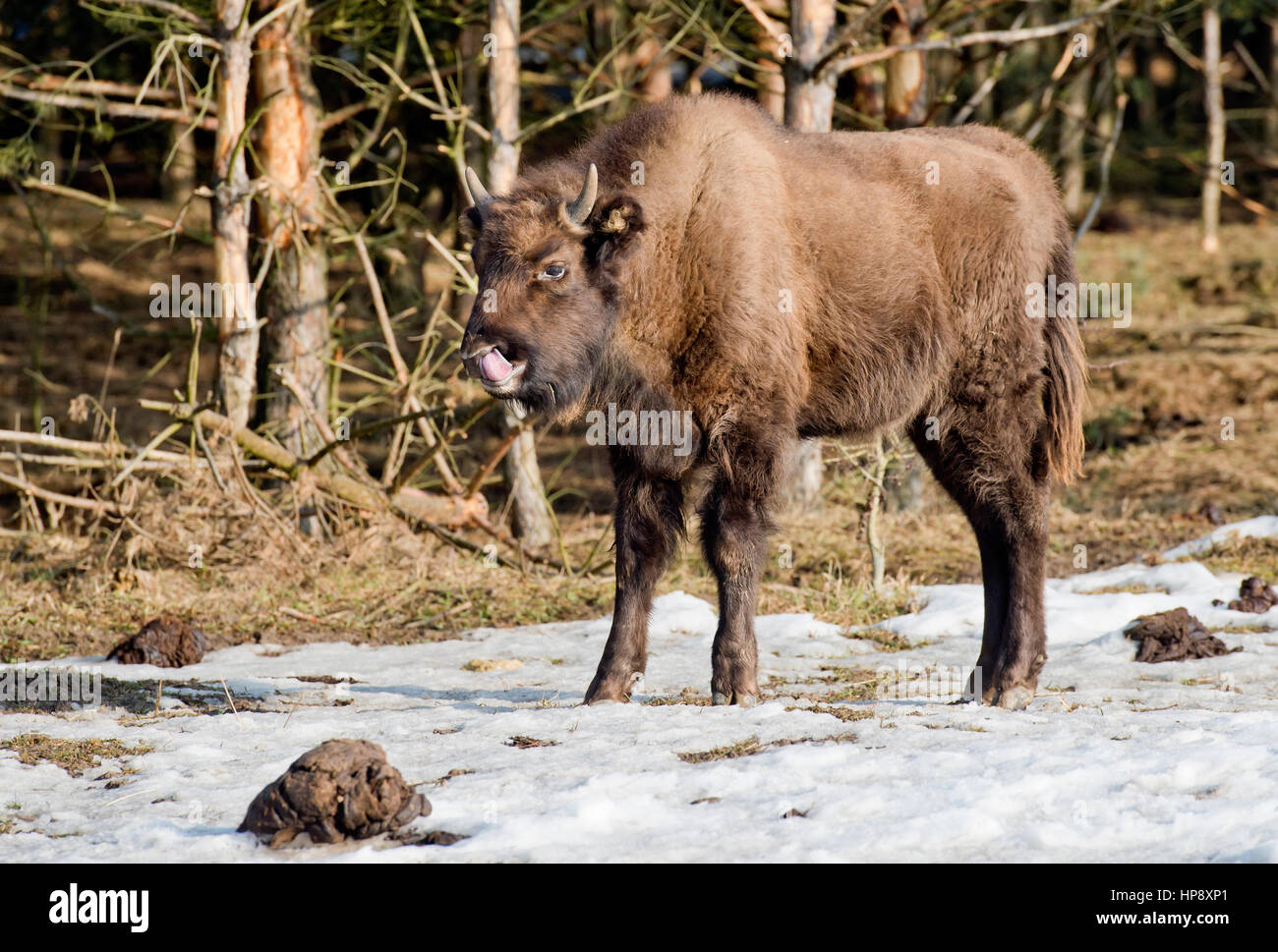 The European bison calf, which was born last year in Milovice, near Benatky na Jizerou, Czech Republic, 56 kilometres (31 miles) East of Prague, was named Tula on Thursday, February 16, 2017. In a former military area the bisons join a herd of wild horses and a group of aurochs. Big herbivores feed on grass and help to maintain a convenient environment for rare prairie species of herbs and insect.  (CTK Photo/Vit Simanek) Stock Photo