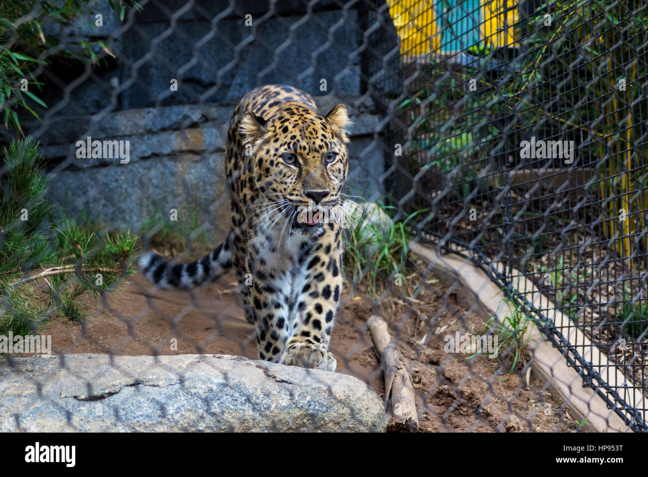 Tiger on san diego zoo Stock Photo - Alamy