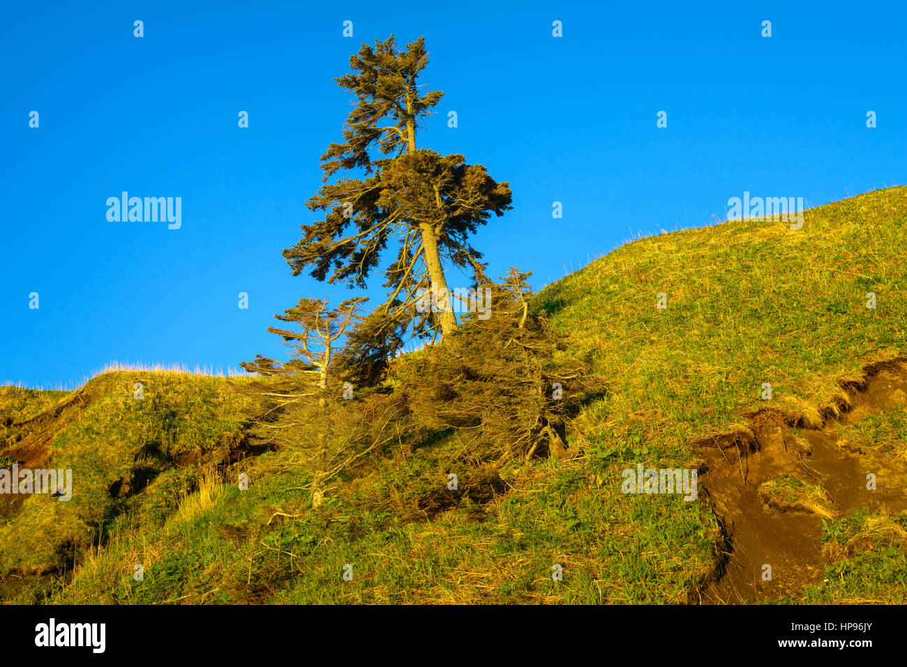 Falling tree in the first rays of the sun, Sakhalin, Russia Stock Photo