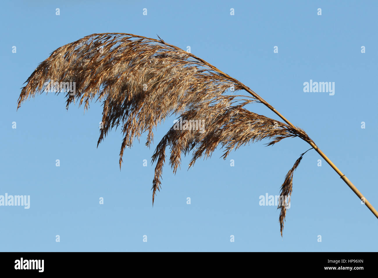 Reed head hires stock photography and images Alamy