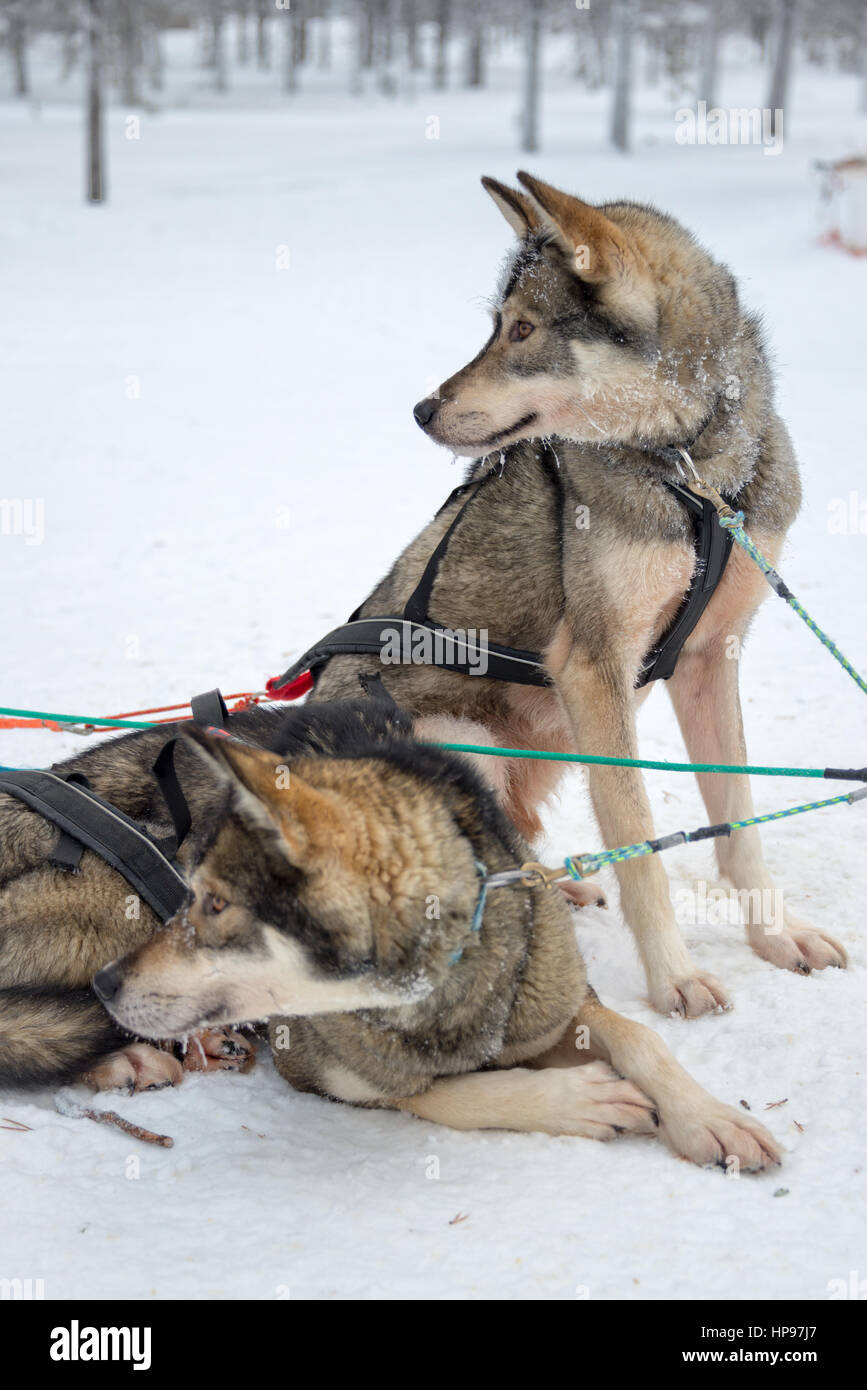 Husky dogs close-up, Lapland, Finland Stock Photo