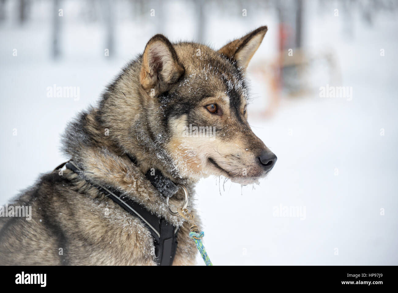 Husky dog close-up, Lapland, Finland Stock Photo